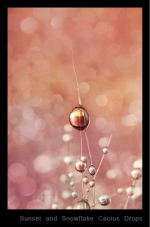 Sunset and Snowflake Cactus Drops.jpg